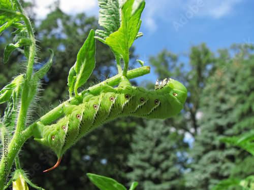 Tobacco hornworm moth caterpillar eating a tomato plant.