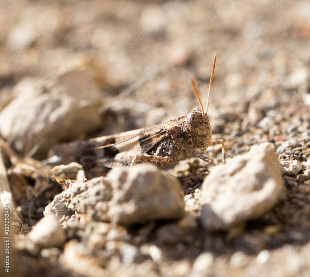 grasshopper on the ground in nature grasshopper on the ground in nature