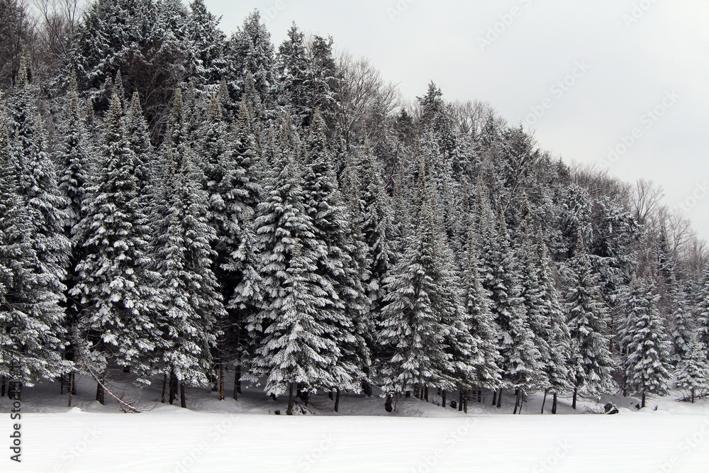 Fototapeta premium Canadian forest