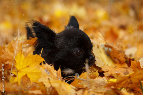 Canvas Print собака в осенних листьях