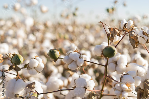 Cotton bud crop in full bloom © BCFC
