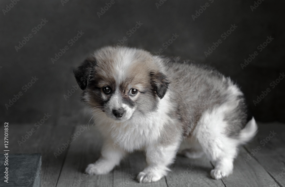 Little puppy stands on a dark gray background.