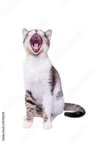 Fototapeta Naklejka Na Ścianę i Meble -  Cute shorthair cat yawning and sitting on white background