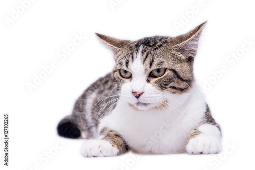 A Cranky Looking Cat Laying on a White Background