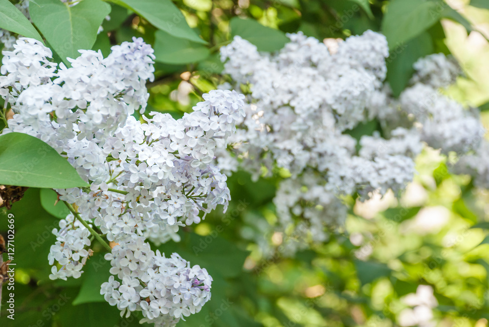 Blooming lilac closeup Blooming lilac closeup
