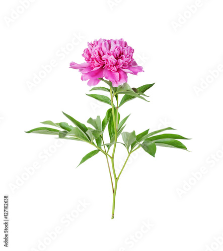 Peony flower on a white background