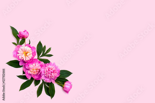 Pink peonies with leaves on a pink background with space for text. Top view, flat lay
