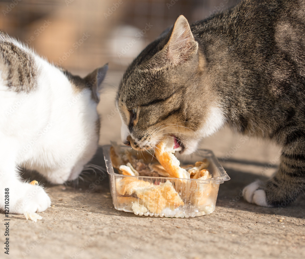 cat eats bread Stock Photo Adobe Stock