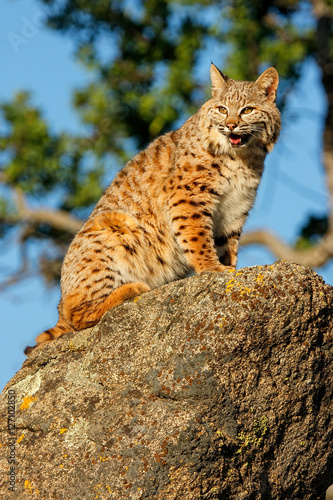 Bobcat sitting on a rock