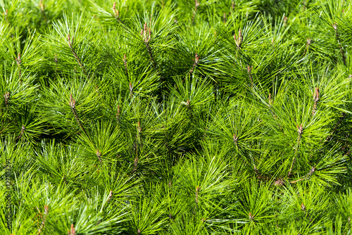 Pine tree - background