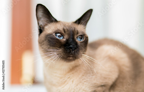 Siamese cat portrait © Minerva Studio