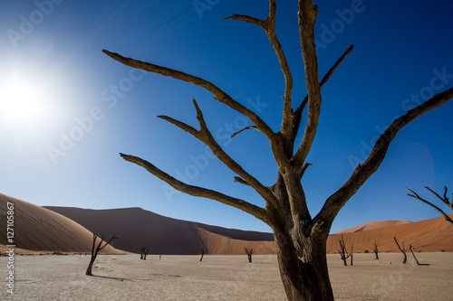 Dead Tree Namibia Desert