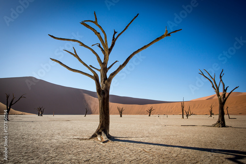 Dead Tree Namibia Desert