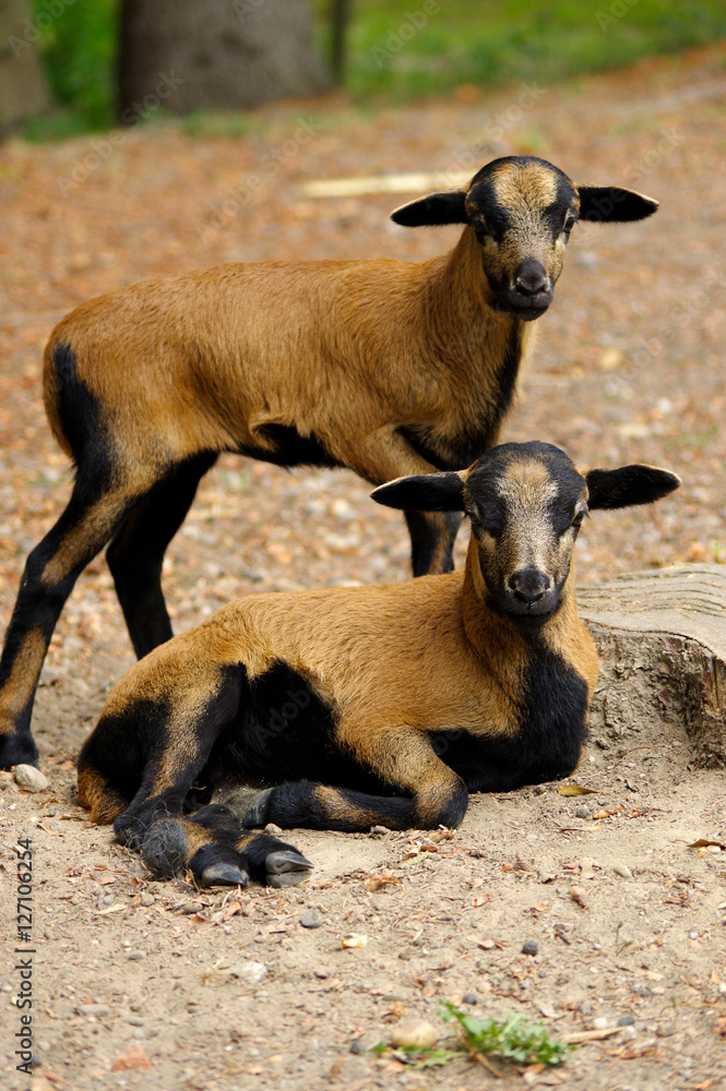 brown goats grazing in a field, sheep