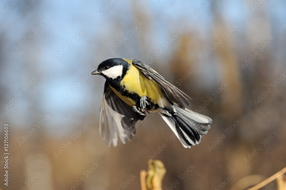 Fototapeta premium Flying Great Tit above the meadow