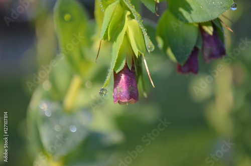 Purple Bells flowers covered by dew in the morning   photo