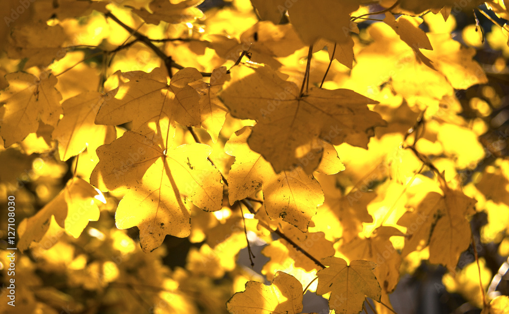 Fototapeta premium Yellow autumn leaves in the sunlight