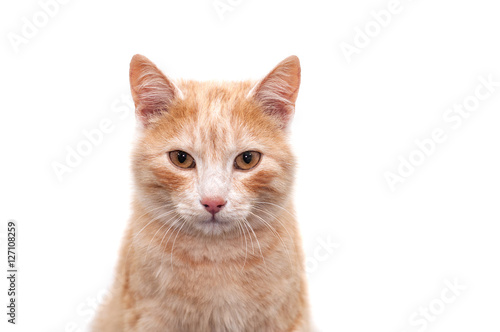 Portrait of a red cat on a white background © alonaphoto