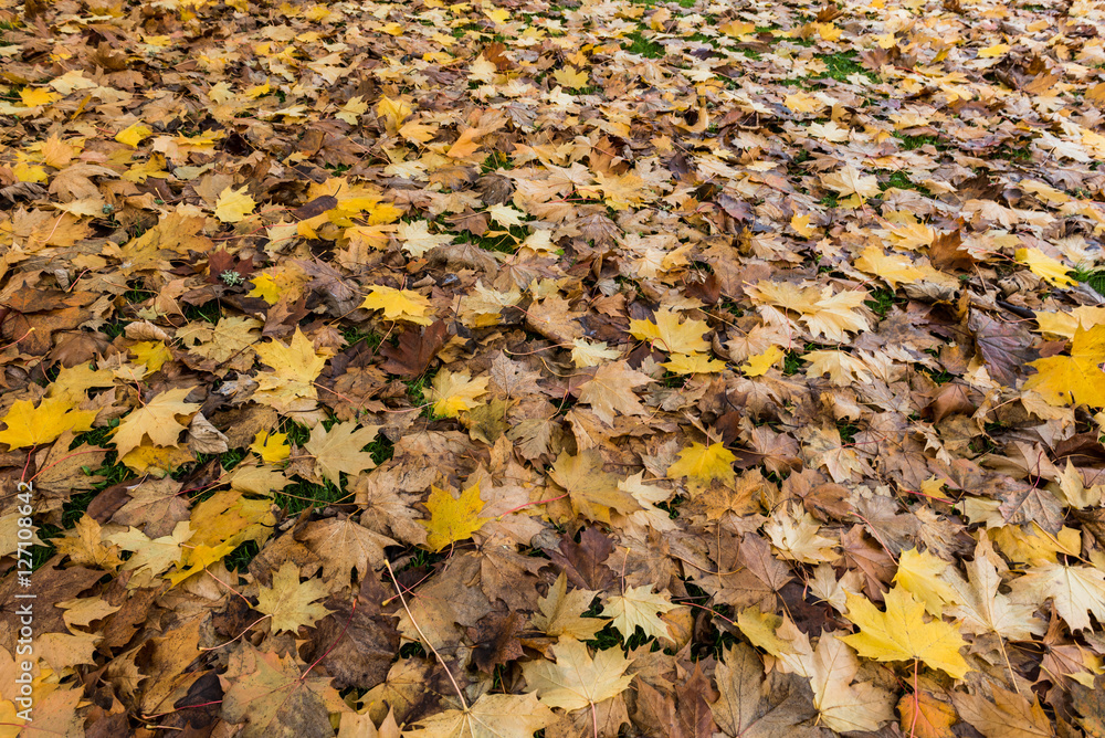 Field of autumn coloured maple leaves Field of autumn coloured maple leaves