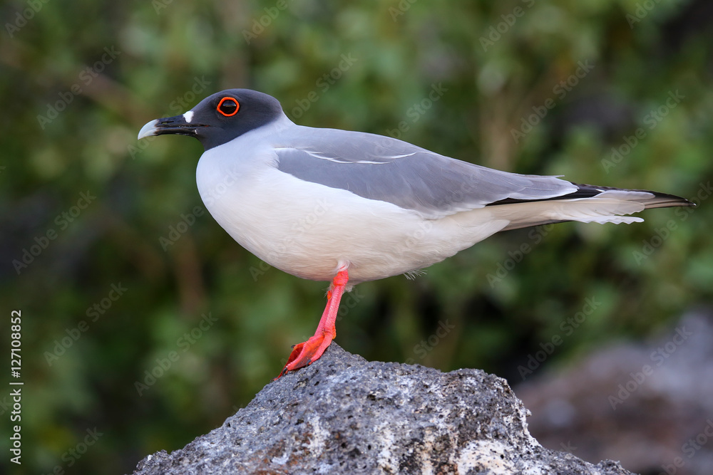 Naklejka premium Swallow-tailed Gull on Genovesa island, Galapagos National Park,
