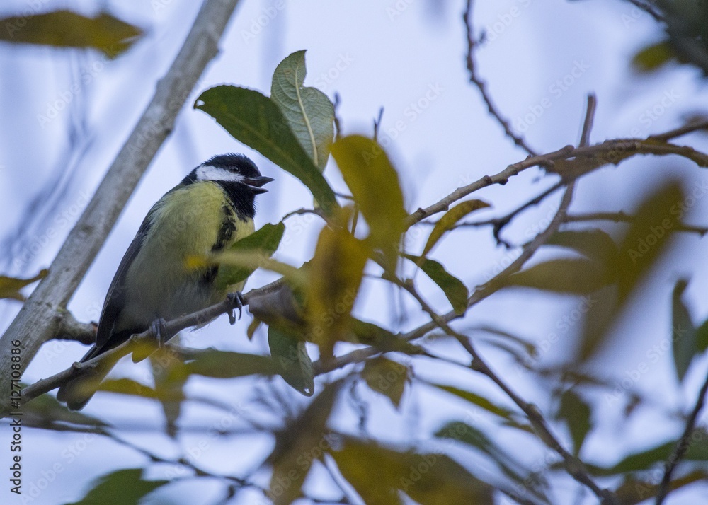 Fototapeta premium Great Tit (Parus major)