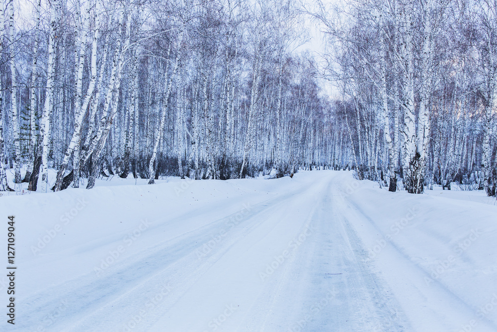 Road to winter birch forest Road to winter birch forest