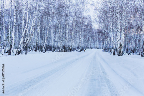 Road to winter birch forest