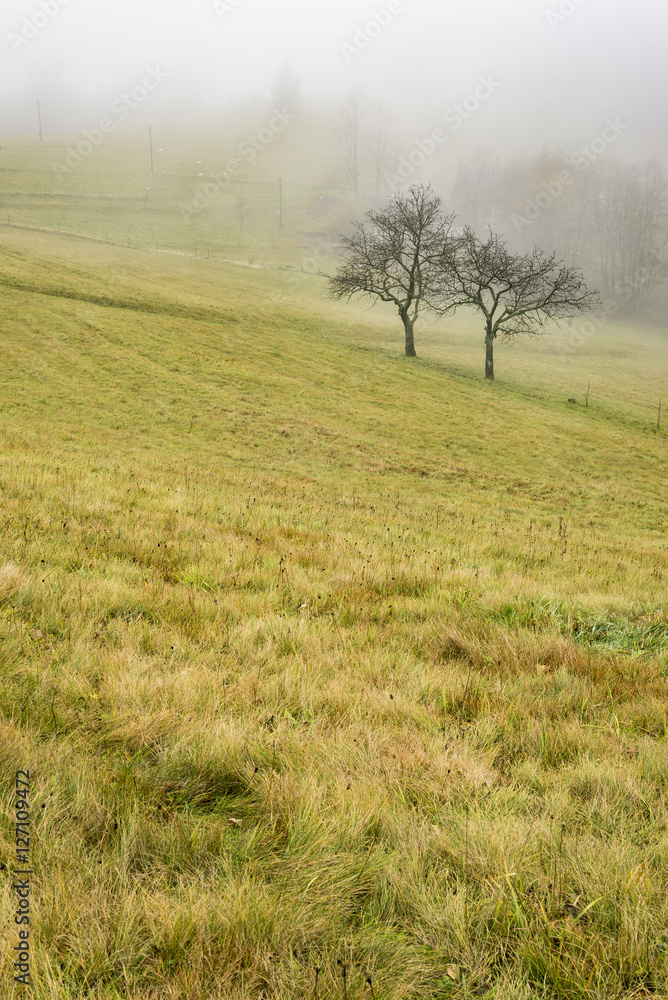 Obraz premium Two trees in the meadow