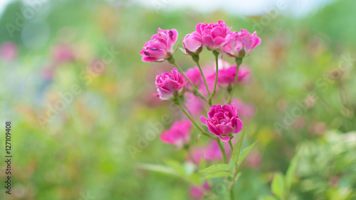Cuadro en lienzo Pink little roses