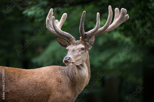 Close Portrait of Red Deer (Cervus elaphus)