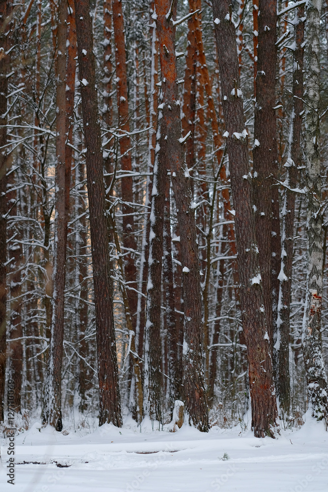 Fototapeta premium Background with the image of a winter forest