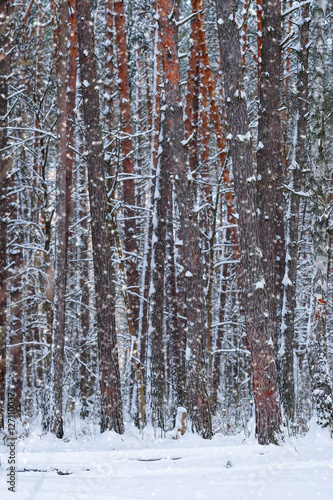 Background with the image of a winter forest