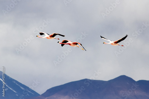Flying flamingos photo