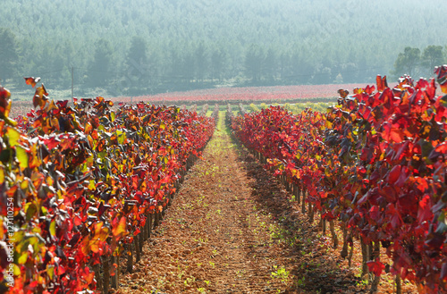 Landscape with autumn vineyards and farms photo