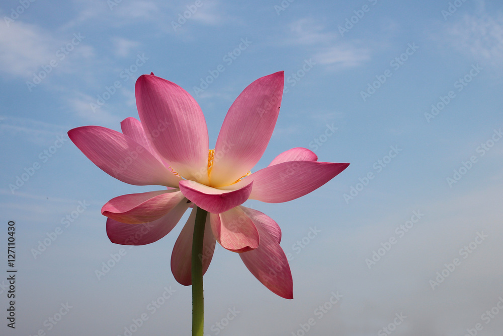 Lotus flower on sky background Lotus flower on sky background