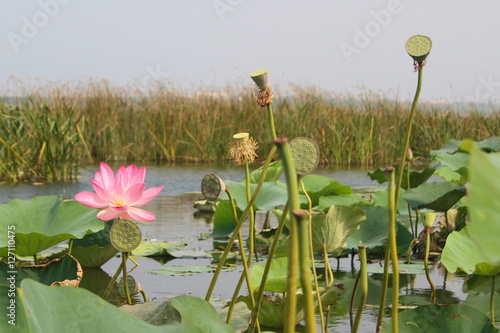 Lotus flower and Lotus flower plants