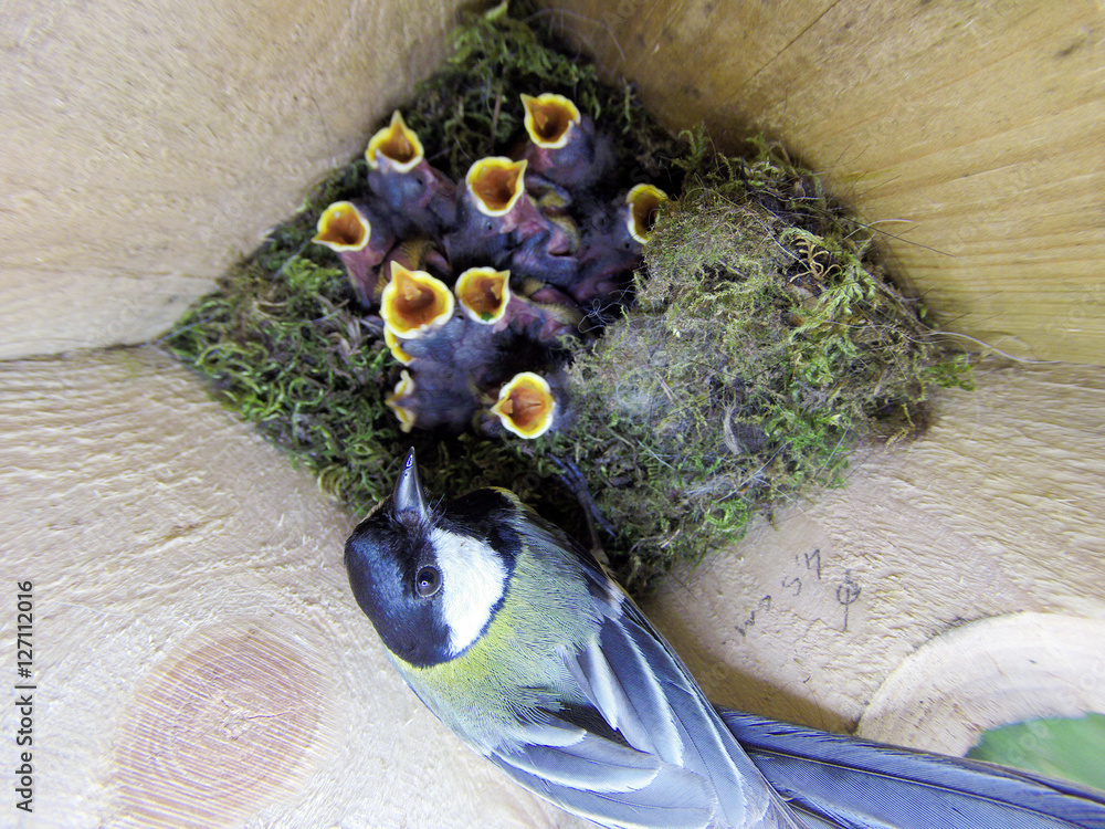 Naklejka premium Nest of the Great Tit (Parus major).
