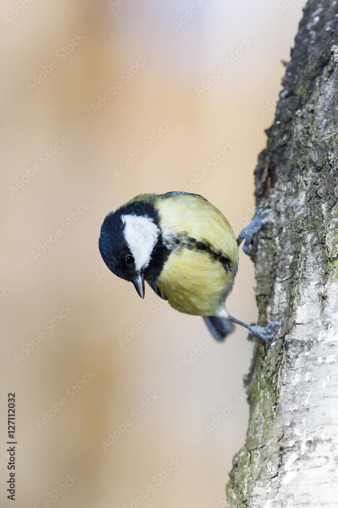Obraz premium Great Tit (Parus major)
