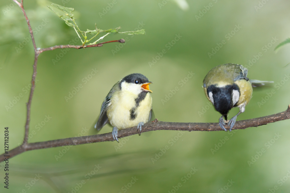 Obraz premium Great Tit (Parus major)