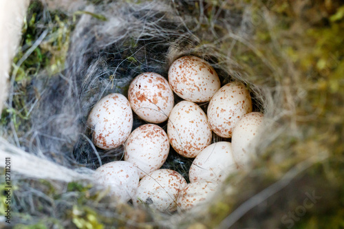 Nest of the Great Tit (Parus major). photo