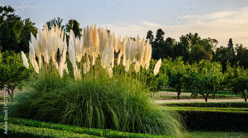 Fotografi Pampas grass (Cortaderia selloana or gimnerio) in HDR