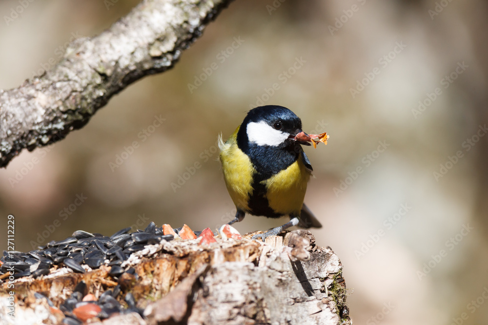 Fototapeta premium Great Tit (Parus major)