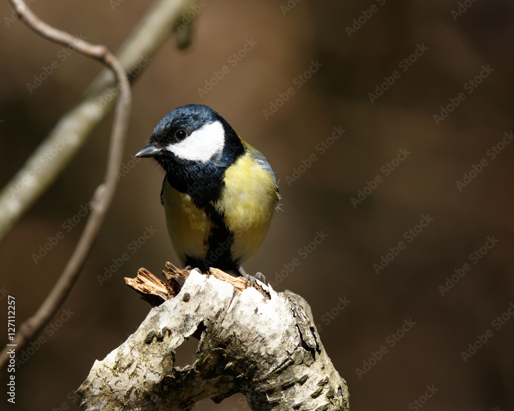 Naklejka premium Great Tit (Parus major)