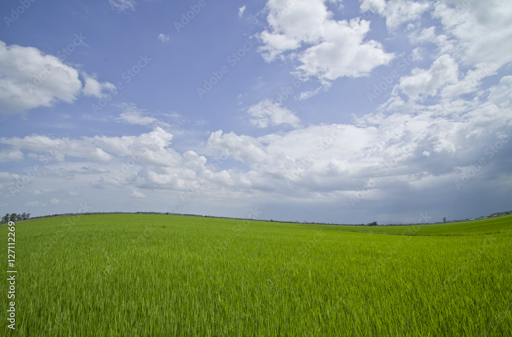 Rice field.