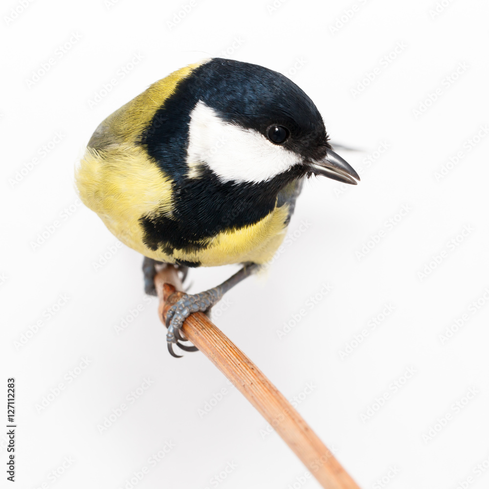Naklejka premium Great Tit (Parus major) isolated