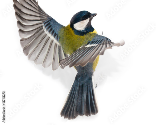 Great Tit (Parus major) isolated © fotoparus