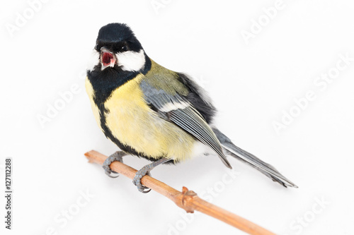 Great Tit (Parus major) isolated