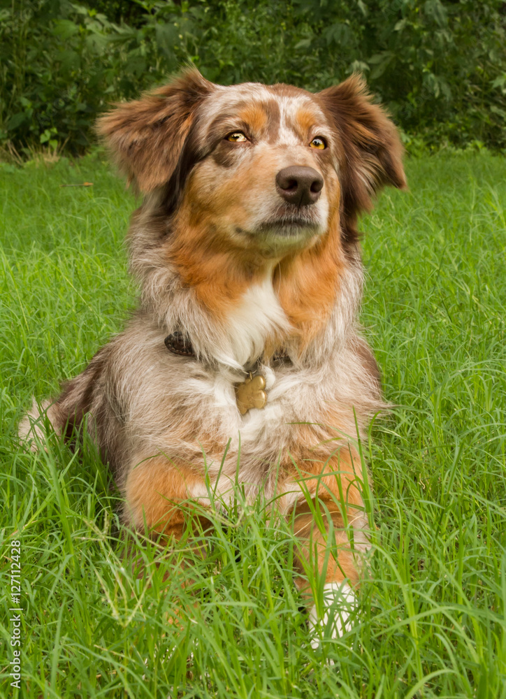 Australian Shepherd dog with attentive expression lying in green grass. Australian Shepherd dog with attentive expression lying in green grass.