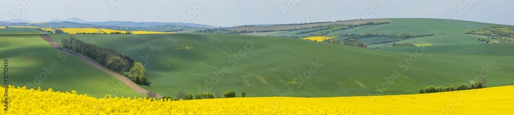 Fototapeta premium panorama with yellow and green fields