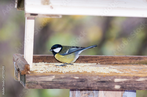 Great Tit (Parus major)